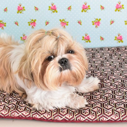 Tapis motif abstrait bordeaux, fuchsia & or avec mousse moelleuse pour chien & chat