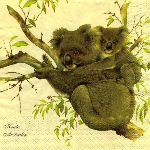A. serviette papier famille koala et famille kangourou 
