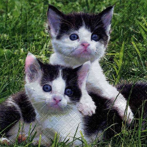 Serviette papier deux mignons chatons blanc et noir