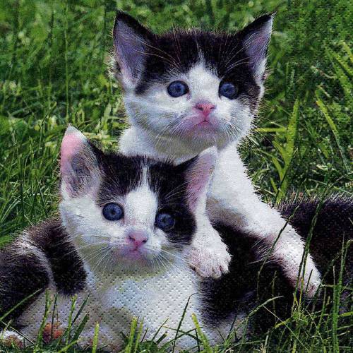 A Serviette Papier Deux Mignons Chatons Blanc Et Noir Un Grand Marche