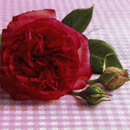 A. serviette papier belle rose fushia 