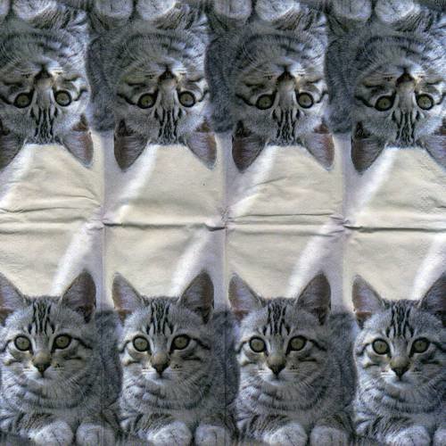 Mouchoir papier joli chat européen 