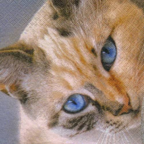 A. serviette papier chat beige clair aux yeux bleus 