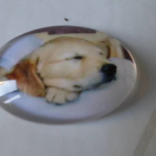 X 1 camée/cabochon ovale en verre motif chien 25 x 18 mm 