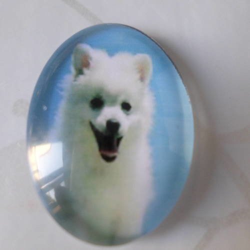 X 1 camée/cabochon ovale en verre motif chien blanc 25 x 18 mm 