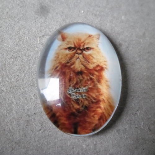 X 1 camée/cabochon ovale verre dome motif chat roux 25 x 18 mm 