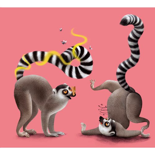 Carte postale : le maki catta