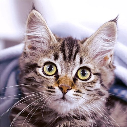 1 serviette en papier chat - ref 817