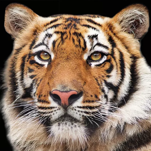 1 serviette en papier tigre de bengale - ref 2335