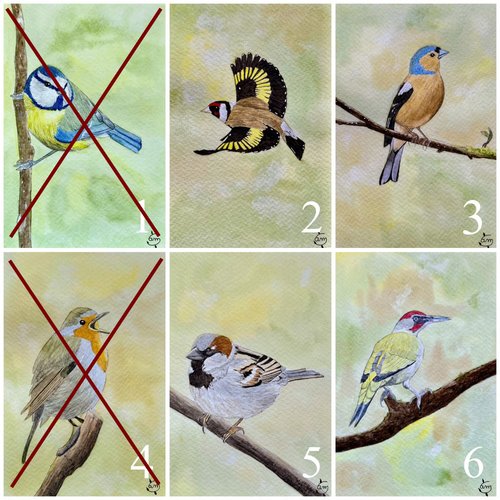 Petites aquarelles originales série oiseaux
