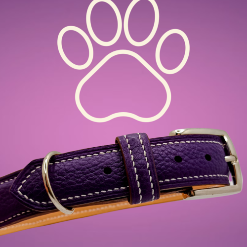 Collier pour chien