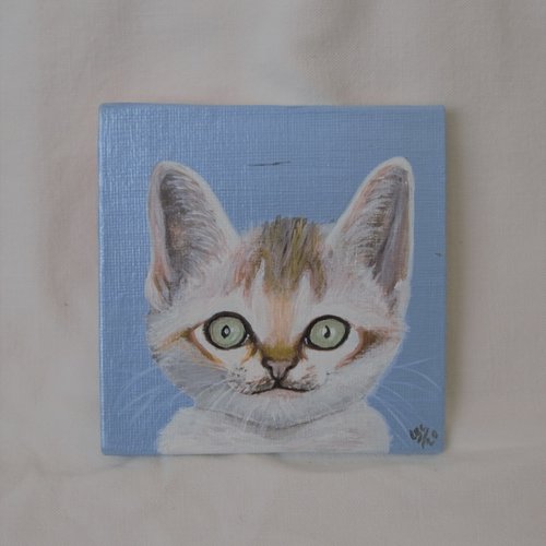 Portrait chaton blanc