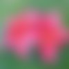 Carte postale - fleur de frangipanier rose 