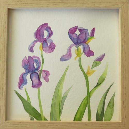 Aquarelle iris