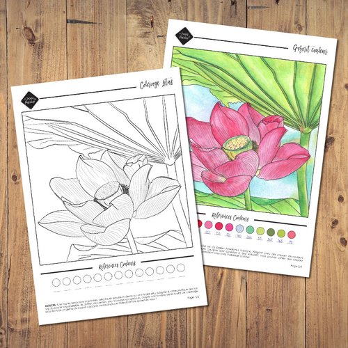 Pack coloriage fleur de lotus avec modèle couleur - téléchargement instantané - format a4