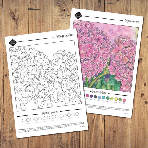 Pack coloriage hortensia avec modèle couleur - téléchargement instantané - format a4