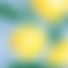 Print citron