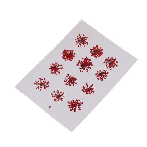 Paquet de 12 mini fleurs sécher rouge aplati idéal résine bijoux