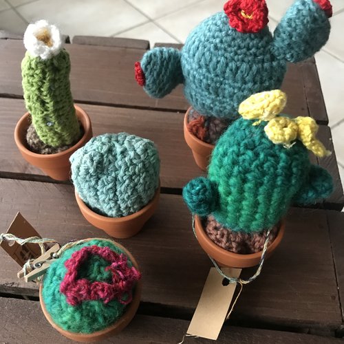 Petits cactus