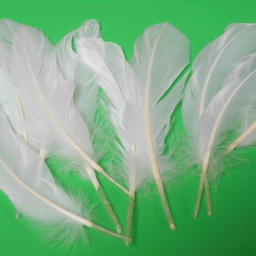 Lot 10 plumes indiennes coloris blanc