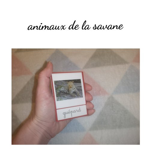 Imagier Des Animaux De La Savane Jeu De Cartes Nomenclature