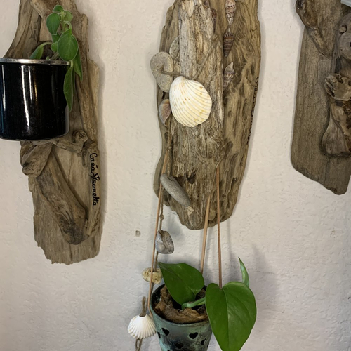Suspension en bois flotté décorée de coquillages et plante verte pour la  fête des mères