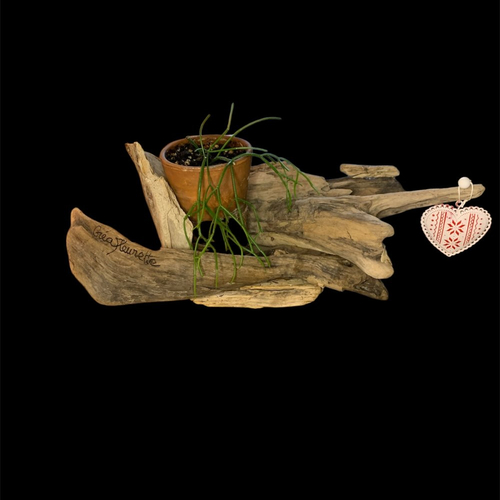 Plante verte dans pot en terre cuite, sur bois flotté pour la fête des mères