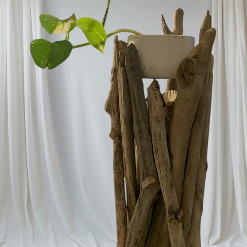 Plante verte dans pot en céramique blanche, sur bois flotté pour la fête des mères