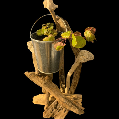 Plante verte dans seau en métal, sur bois flotté pour la fête des mères
