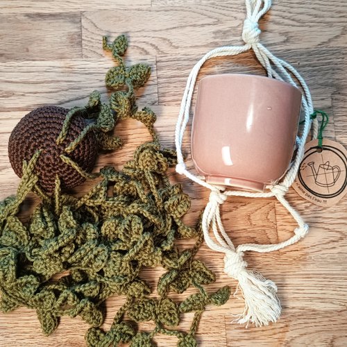 Plante tombante dischidia nummularia