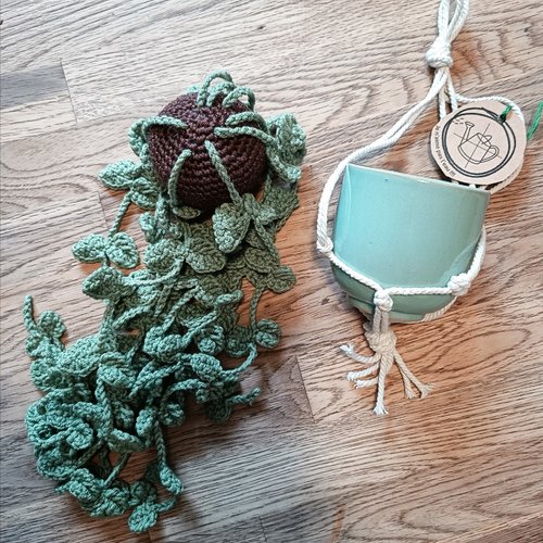 Plante tombante dischidia nummularia