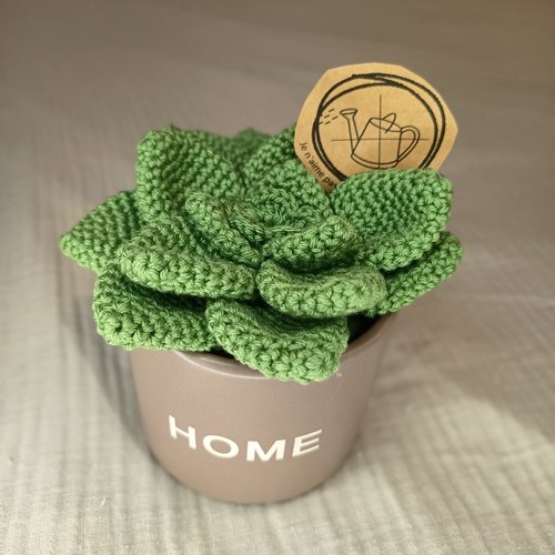 Plante grasse echeveria