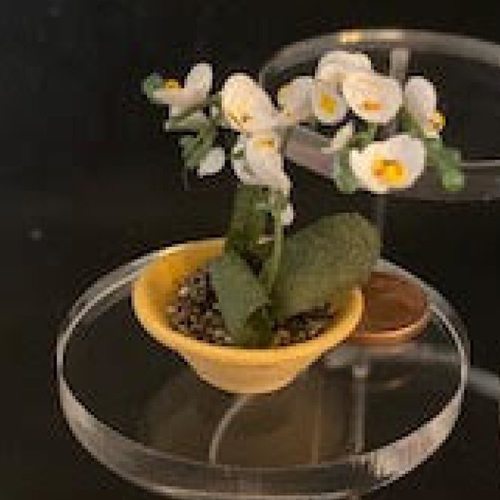 Orchidée miniature et maison de poupée fleur miniature