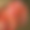 Deux mètres de ruban organza mousseline , coloris changeant fuchsia et orangé , largeur 3,8 cm