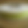 2,5 mètres de ruban gros grain  , coloris vert anis à pois blancs , largeur 10 mm 