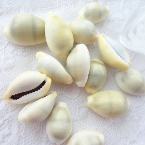 Cauris coquillage, perle cauris naturelle, bijoux ethnique, surfer, coquillagex10