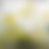 Peinture florale : les marguerites jaunes : huile au couteau toile de coton sur châssis : "des eclats de rires"