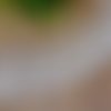 Dentelle festonnée brodée sur voile, blanc crème, papillon ** 6 cm ** vendu par 50 cm (15 coquilles motifs) - d014
