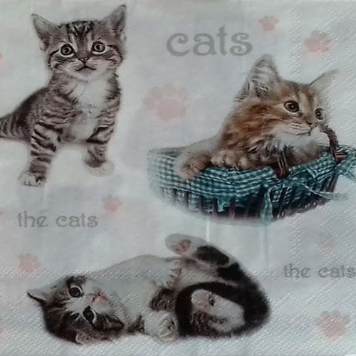 165 "serviette en papier" trois chatons batifoleurs
