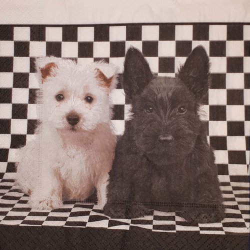 265 "serviette en papier"  chien noir & chien blanc