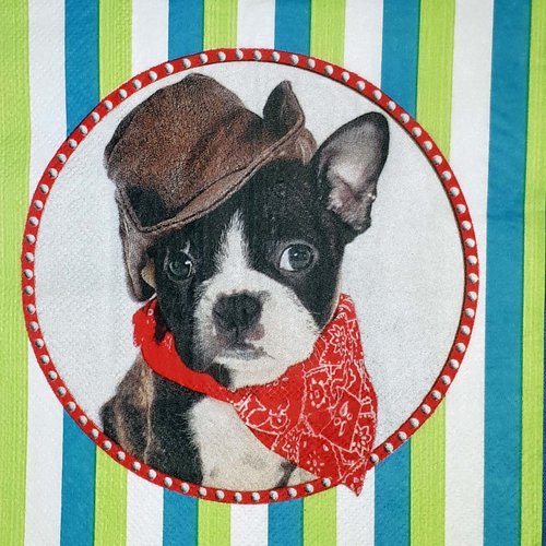 267  "serviette en papier"  portrait chien caïd