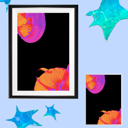 Méduses en lumière rose