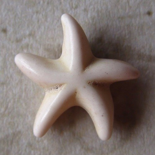 Lot de 2 perles- howlite - étoile ( blanc )