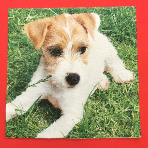 Serviette papier/napkin: "chiens, choit  jack russel terrier"