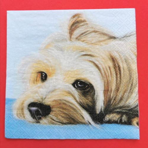 Serviette papier/napkin: "chiens, bichon"