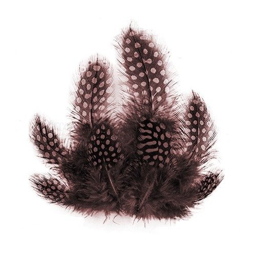 10 plumes décoration, scrapbooking fabrika décoru marron