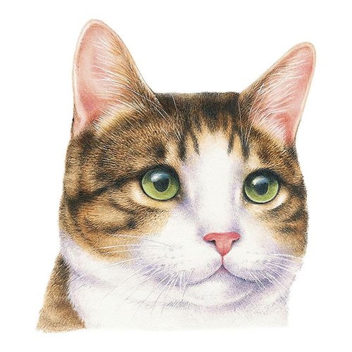 2 serviettes en papier 33 x 33 cm découpage collage portrait de chat an 102