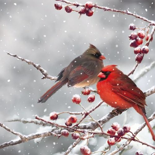 2 serviettes en papier 33 x 33 cm découpage collage oiseau cardinal branche neige