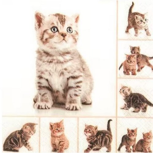 2 serviettes en papier 33 x 33 cm découpage collage chaton ass 105