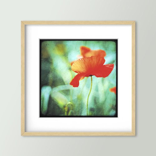 Coquelicot dansant - impression d'art 30x30cm - signé et numéroté